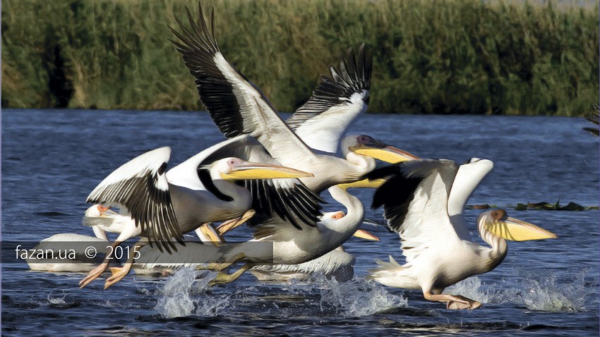 Природа Катранка Пеликаны